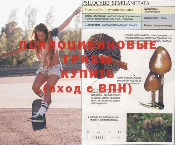 шишки Дмитриев